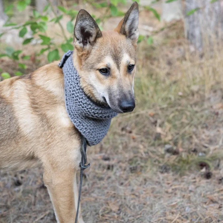 Hund Halsduk Mönster