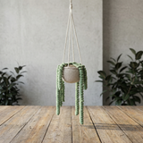 DIY kit: Hängande Planta
